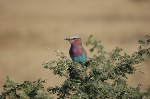 S lilac breasted roller 